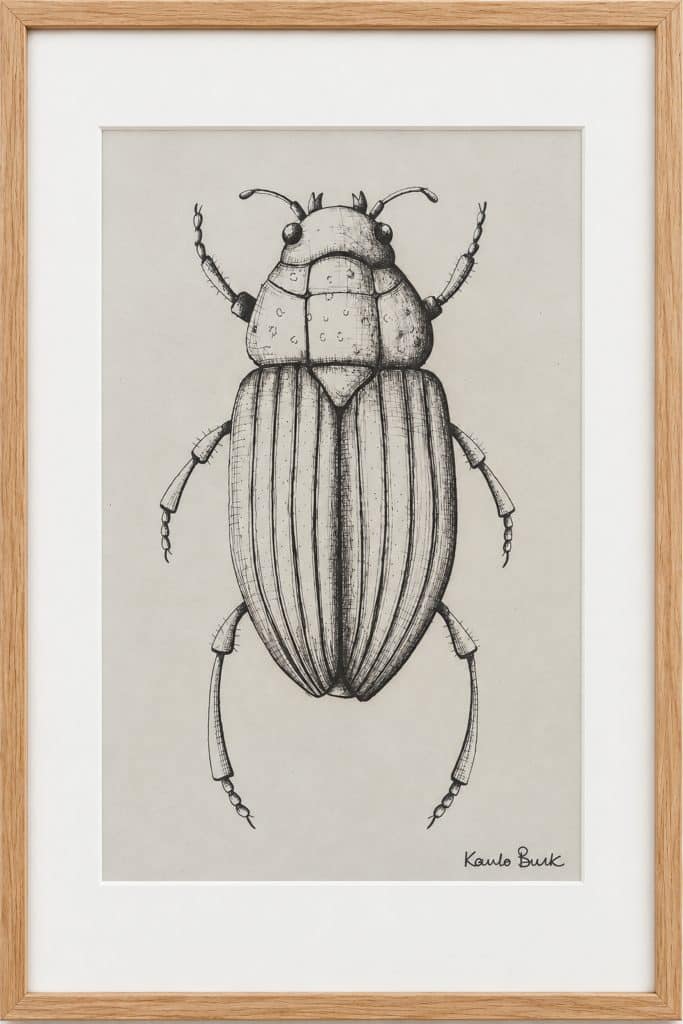 Framed ink drawing of a beetle by Karla Brink