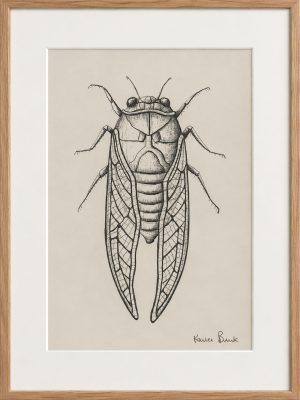 Framed ink drawing of a cicada by Karla Brink